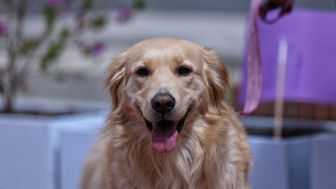 La ‘humanización’ de las mascotas es una tendencia a nivel mundial, que les ha dado un rol muy importante en el hogar