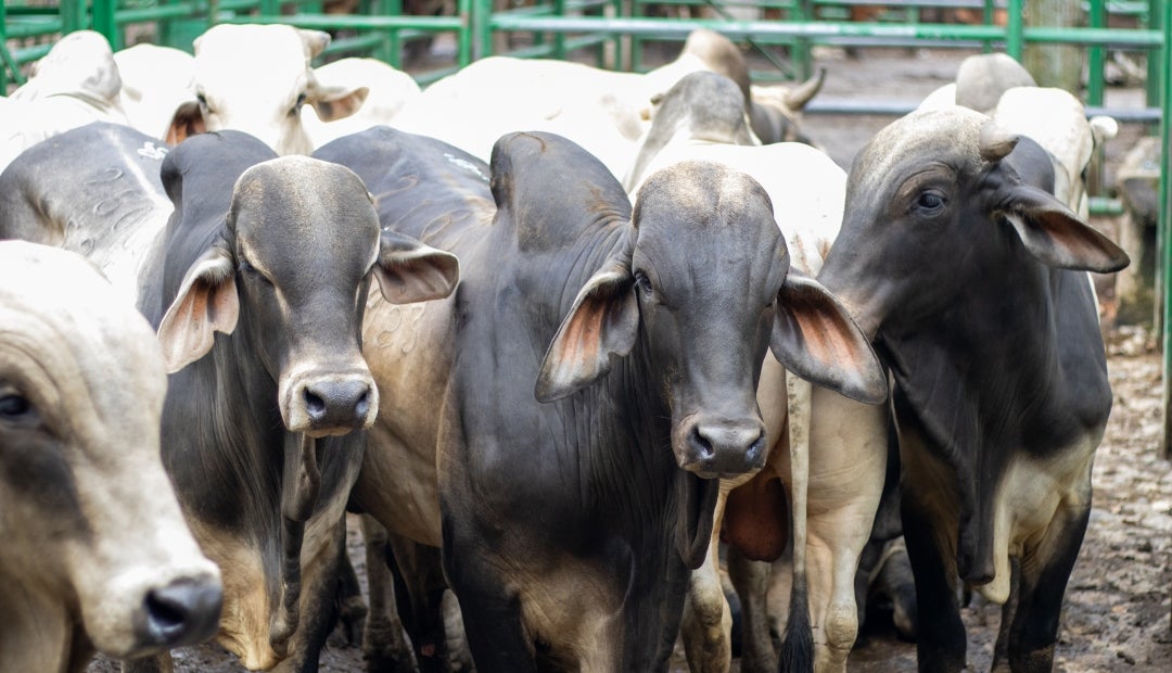 Para poder exportar carne o derivados de la práctica ganadera, se deben certificar varias acciones tanto físicas en las fincas