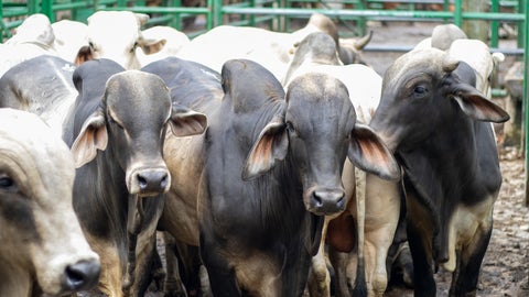 Para poder exportar carne o derivados de la práctica ganadera, se deben certificar varias acciones tanto físicas en las fincas