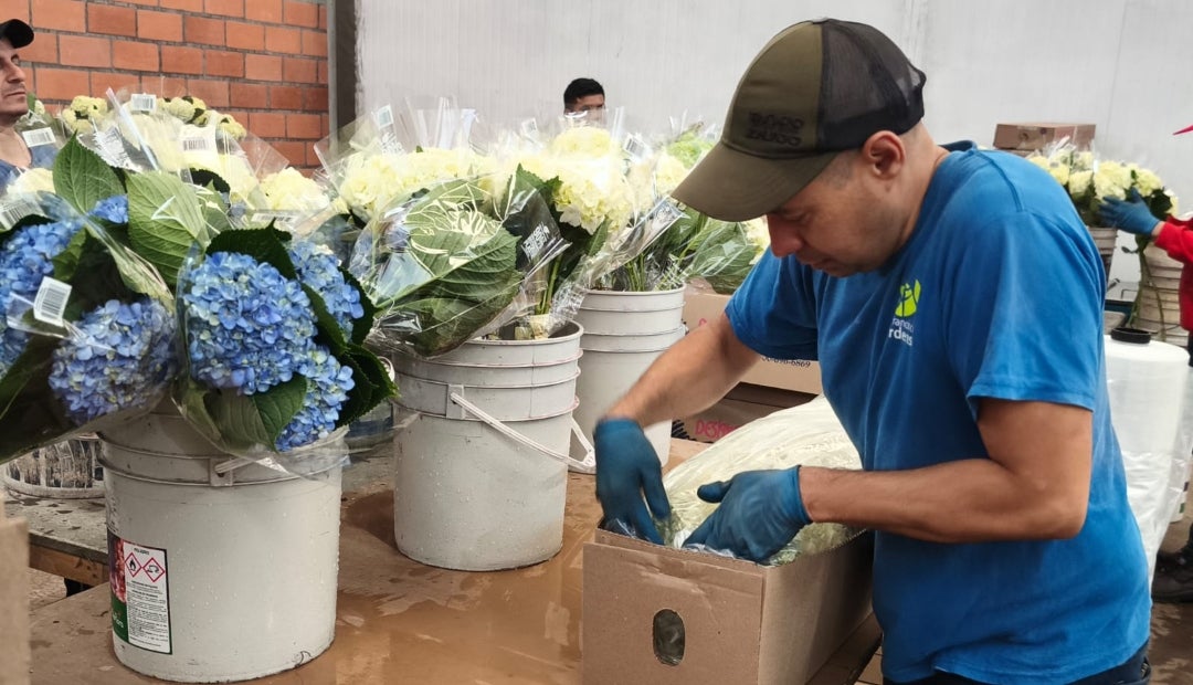 Nació hace poco más de 20 años, en 2004, cuando empezaron a producir y vender hortensias, para algunos años después, en 2007, registrarse en la Cámara de Comercio