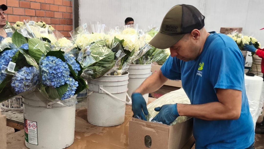Nació hace poco más de 20 años, en 2004, cuando empezaron a producir y vender hortensias, para algunos años después, en 2007, registrarse en la Cámara de Comercio