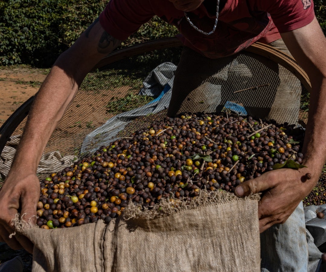 Almacafé trae nuevas variedades resistentes, herramientas digitales, formas de producción y comercialización en cuanto a café