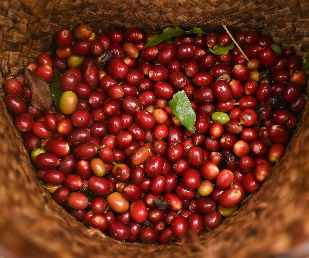 La producción de café en noviembre llegó a 1,26 millones de sacos de 60 kg