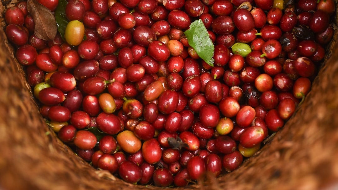 La producción de café en noviembre llegó a 1,26 millones de sacos de 60 kg