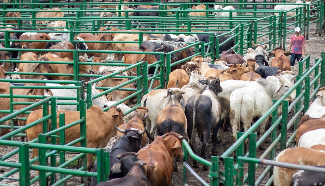 Durante esta semana se tuvo la reunión 46 de la Feria de Ganados de Medellín, y la Subasta Tradicional Ganadera número 54