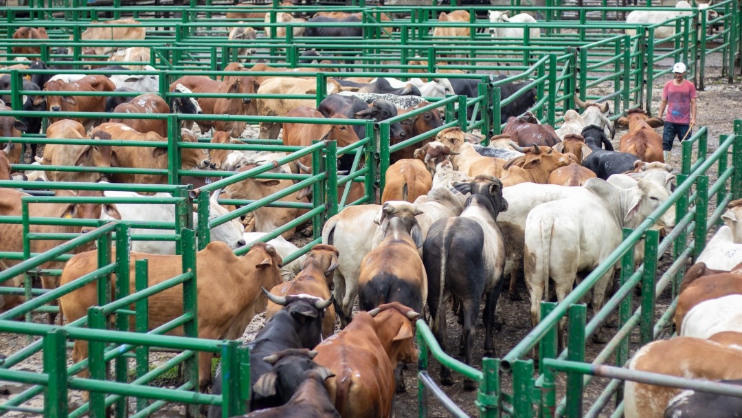 Durante esta semana se tuvo la reunión 46 de la Feria de Ganados de Medellín, y la Subasta Tradicional Ganadera número 54