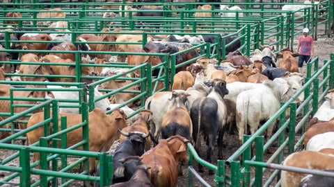 Durante esta semana se tuvo la reunión 46 de la Feria de Ganados de Medellín, y la Subasta Tradicional Ganadera número 54
