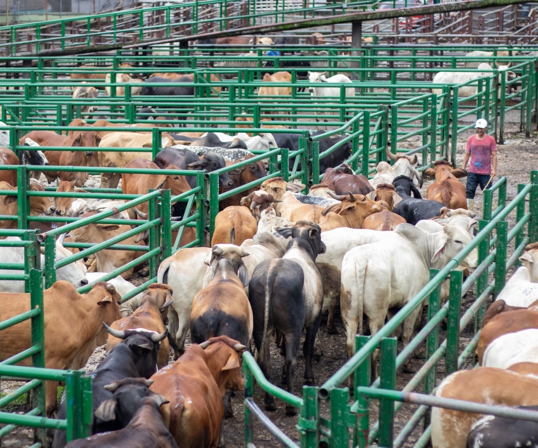 El precio promedio del kilogramo de macho cebado subió $1.663 o 17,77%