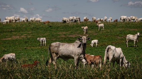 La industria cárnica brasileña está llevando a cabo una campaña para convencer al mundo de que puede producir carne de res con bajas emisiones de carbono