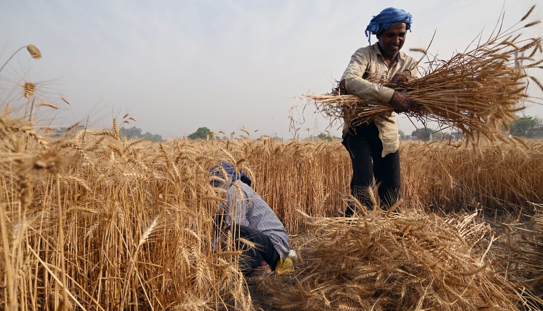 El regreso de la India al mercado de exportación de trigo podría mejorar el suministro mundial y beneficiar a los países dependientes de las importaciones