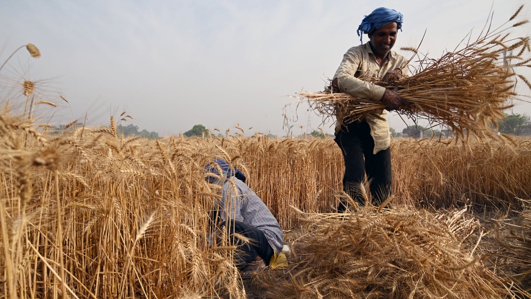 El regreso de la India al mercado de exportación de trigo podría mejorar el suministro mundial y beneficiar a los países dependientes de las importaciones