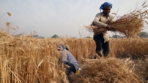 El regreso de la India al mercado de exportación de trigo podría mejorar el suministro mundial y beneficiar a los países dependientes de las importaciones