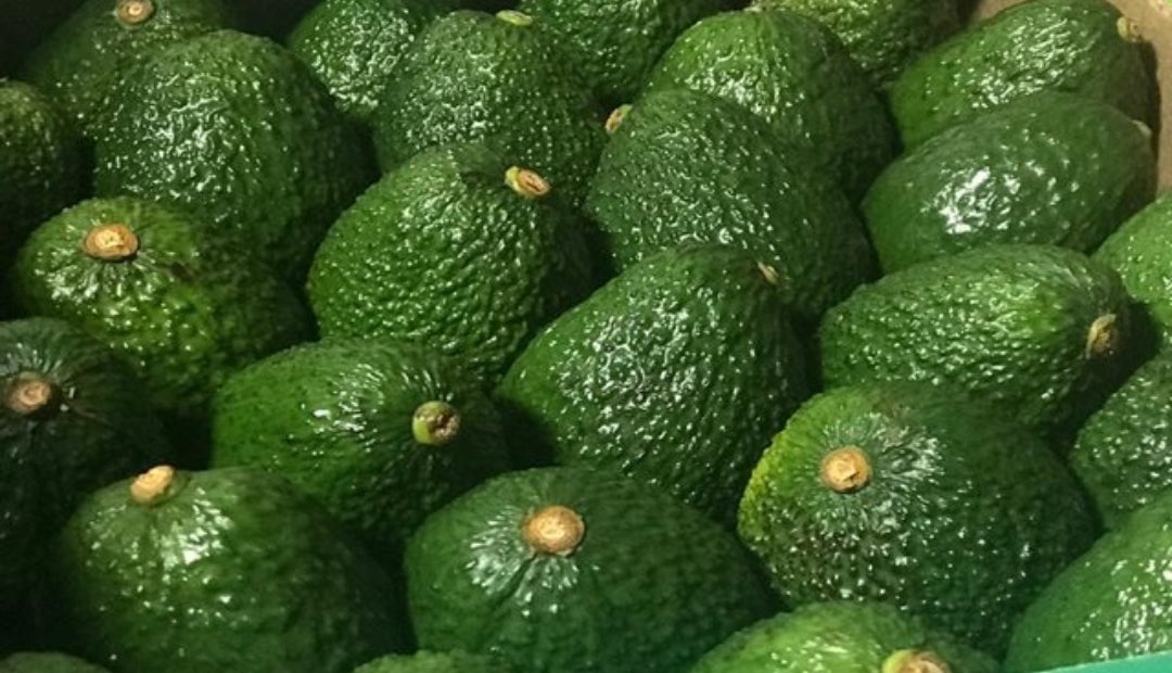Se elimina arancel recíproco al aguacate hass