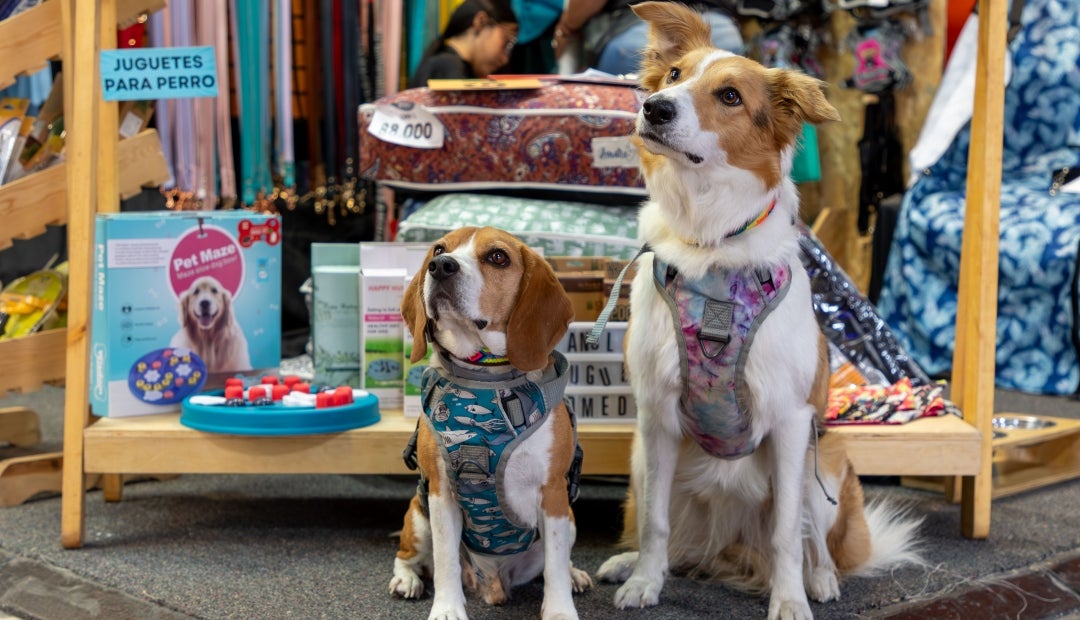 Expopet Medellín espera recibir 20.000 visitantes y tener más de 100 expositores