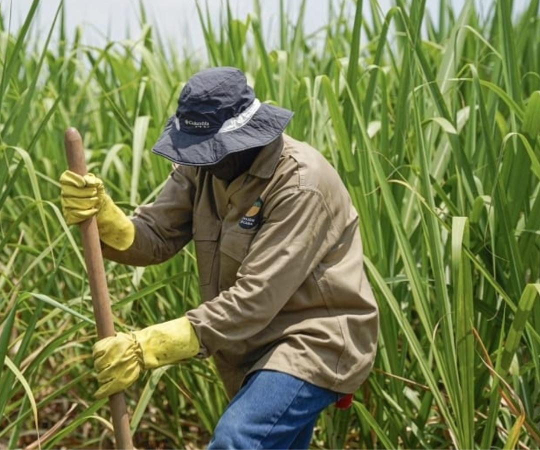 Cauca se proyecta como epicentro agroindustrial nacional