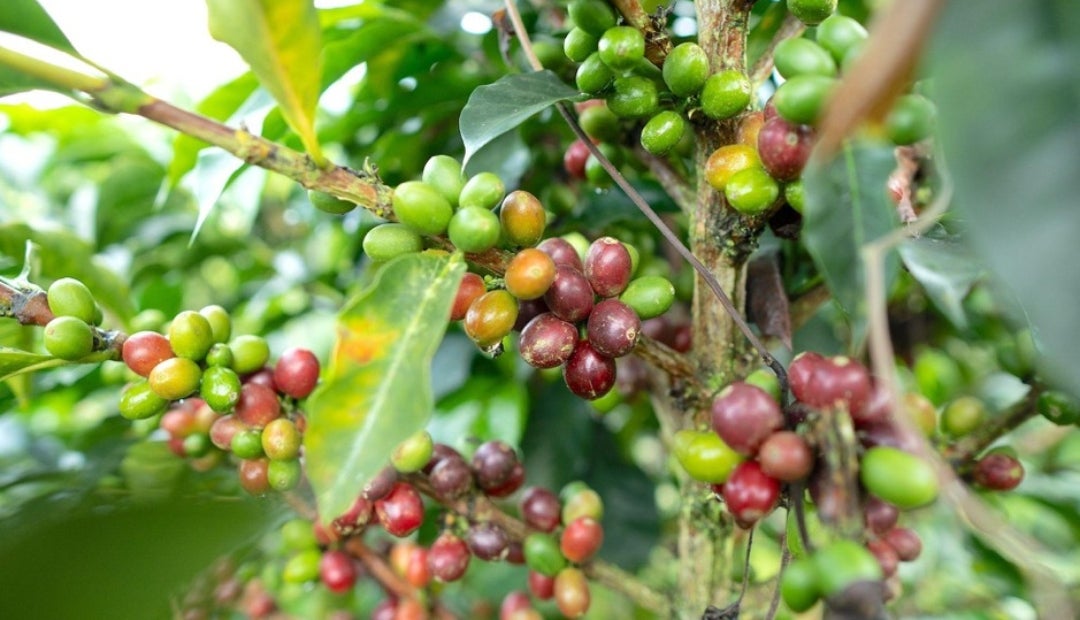 En promedio, cada caficultor recibió $2,2 millones para continuar con su actividad productiva