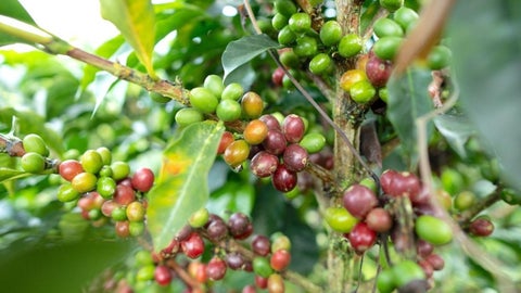 En promedio, cada caficultor recibió $2,2 millones para continuar con su actividad productiva