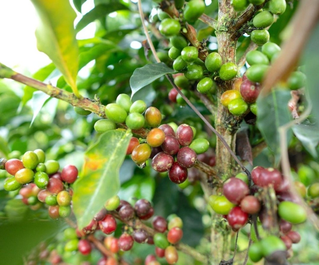 En promedio, cada caficultor recibió $2,2 millones para continuar con su actividad productiva