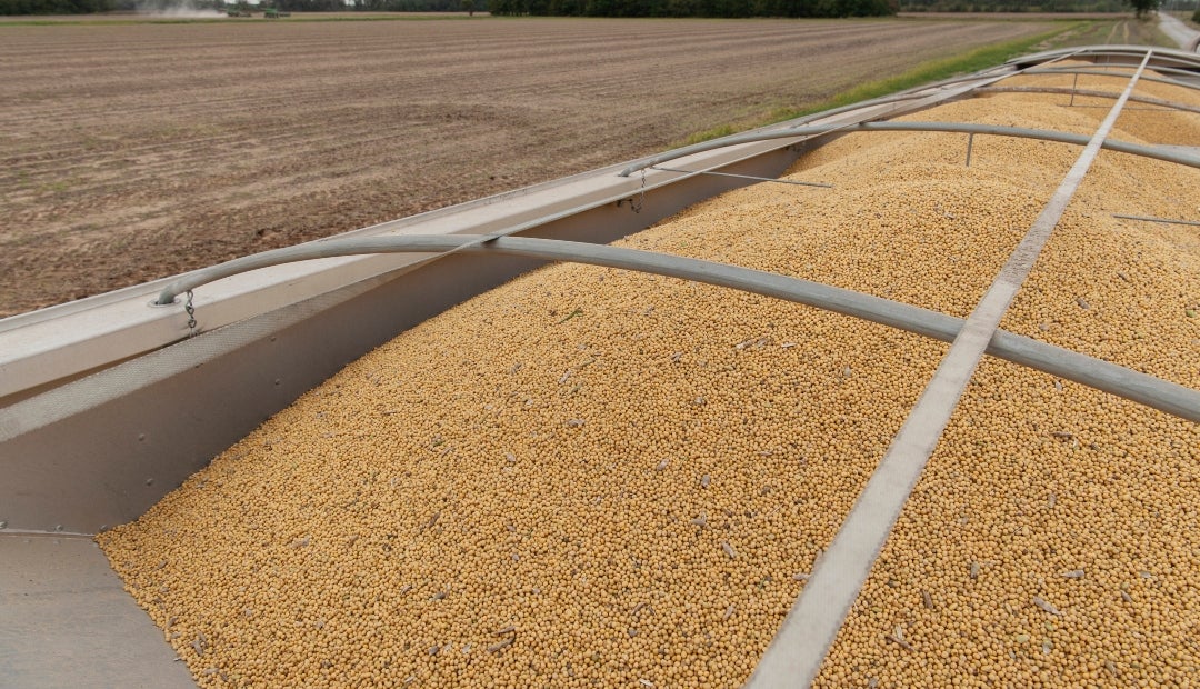 Las recientes compras de China se producen después de que Estados Unidos anunciara que Pekín se había comprometido a comprar al menos 87 millones de toneladas de soja