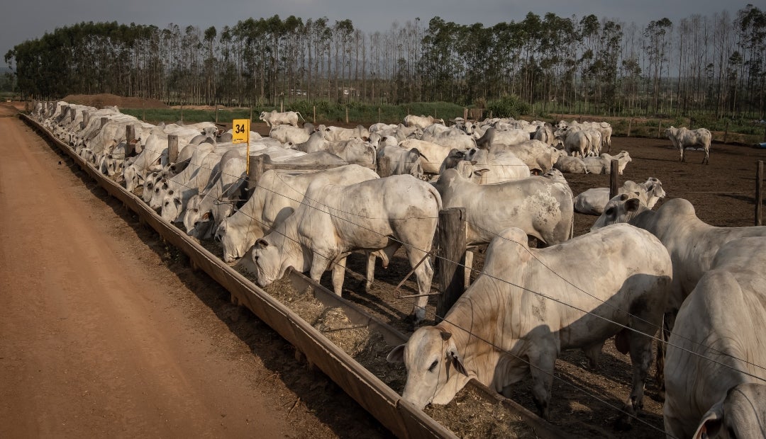 La carne de res, por su parte, ha sido un tema particularmente espinoso para la administración Trump