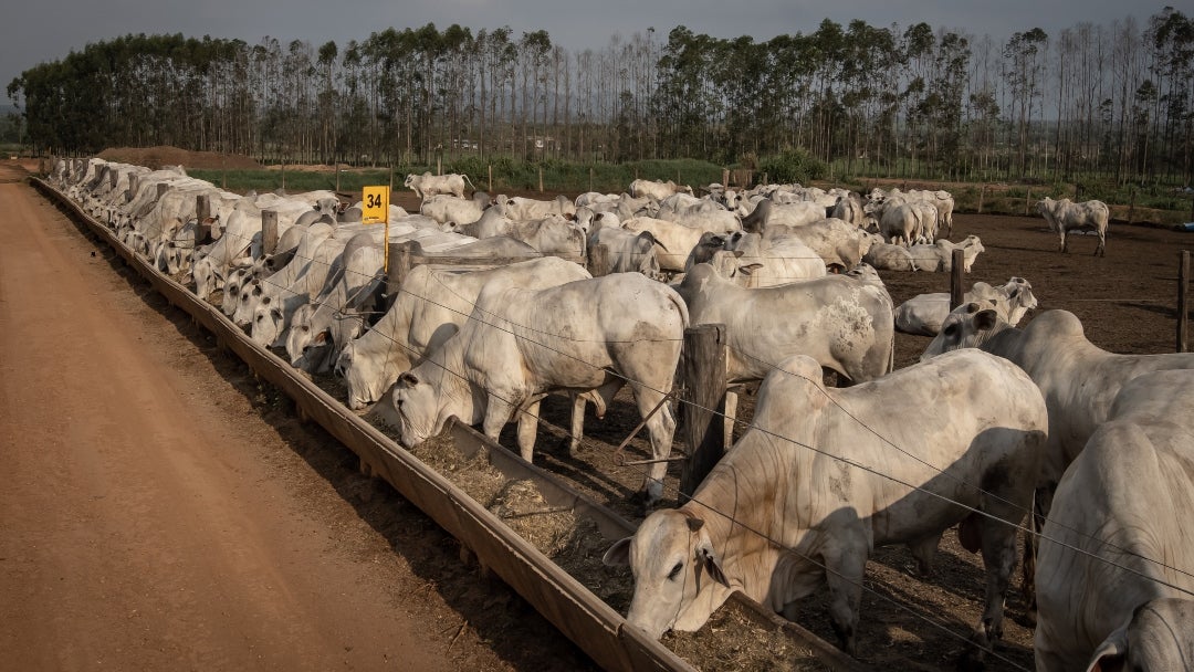 La carne de res, por su parte, ha sido un tema particularmente espinoso para la administración Trump