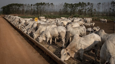 La carne de res, por su parte, ha sido un tema particularmente espinoso para la administración Trump