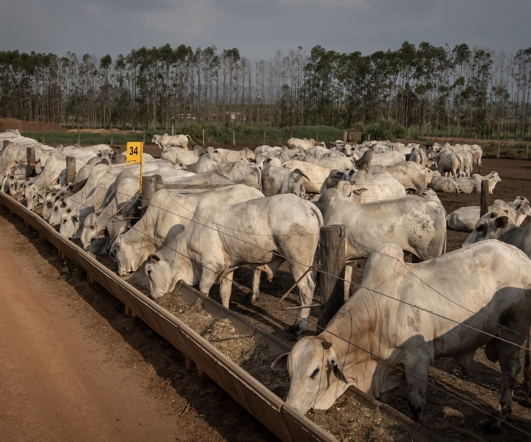 La carne de res, por su parte, ha sido un tema particularmente espinoso para la administración Trump