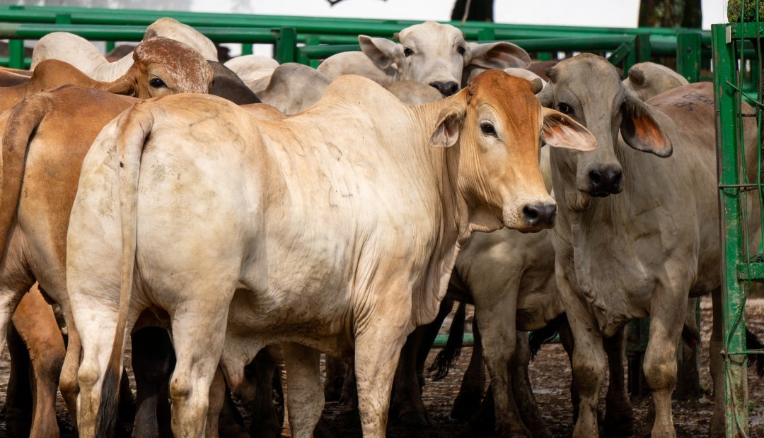 Para machos, el precio máximo fue $11.600, el mínimo $9.000 y el promedio $11.074