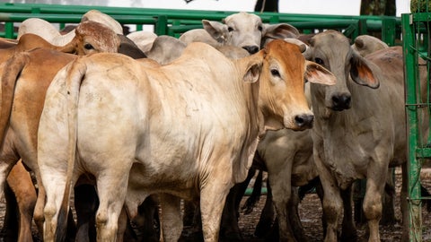 Para machos, el precio máximo fue $11.600, el mínimo $9.000 y el promedio $11.074