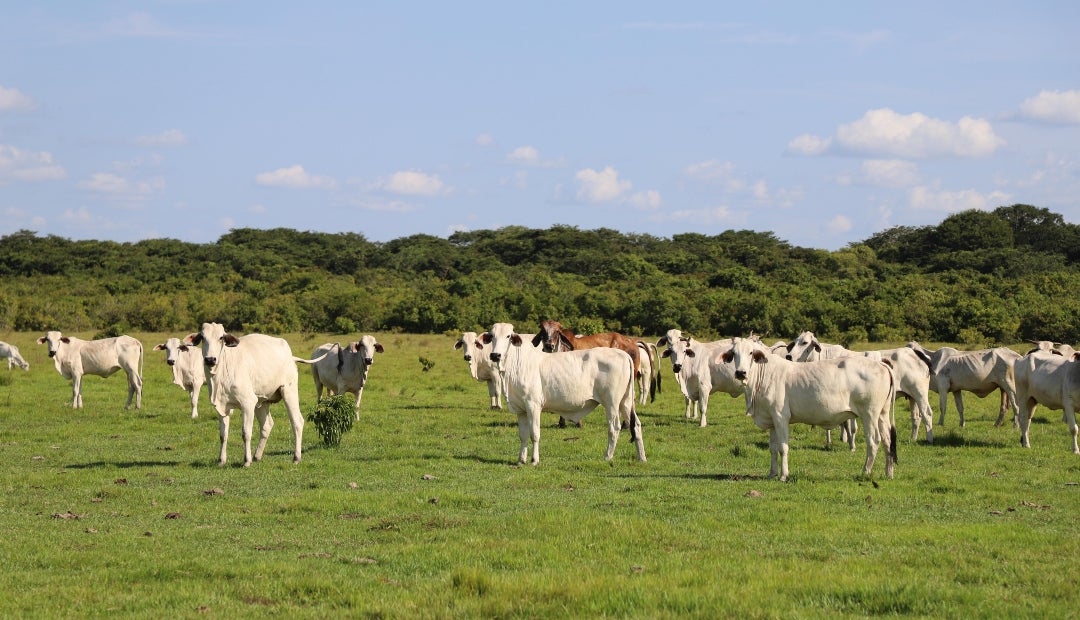 Se espera que la iniciativa tenga su último debate próximamente, y que se logre promover la operabilidad cooperativa entre sistemas