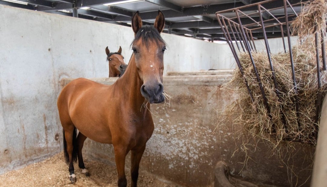 Las detonaciones, junto con las aglomeraciones y el ambiente festivo, representan un desafío para estos animales altamente sensibles al ruido y a los cambios repentinos en su entorno