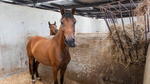 Las detonaciones, junto con las aglomeraciones y el ambiente festivo, representan un desafío para estos animales altamente sensibles al ruido y a los cambios repentinos en su entorno