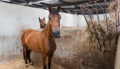 Las detonaciones, junto con las aglomeraciones y el ambiente festivo, representan un desafío para estos animales altamente sensibles al ruido y a los cambios repentinos en su entorno