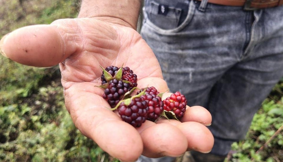 $230 millones serán empleados en capital semilla, que se dirigirán a iniciativas de emprendimientos de 100 de los jóvenes elegidos