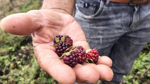 $230 millones serán empleados en capital semilla, que se dirigirán a iniciativas de emprendimientos de 100 de los jóvenes elegidos