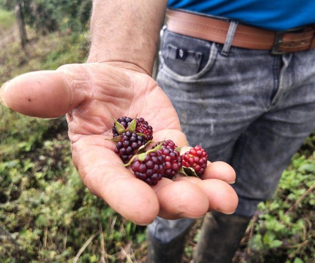 $230 millones serán empleados en capital semilla, que se dirigirán a iniciativas de emprendimientos de 100 de los jóvenes elegidos