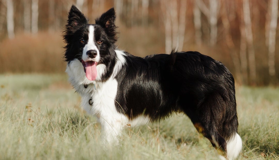 Para cumplir estos roles, la selección natural y la intervención humana privilegiaron cualidades como la inteligencia y el instinto innato de control del rebaño