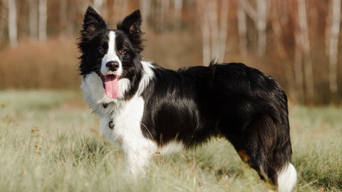 Para cumplir estos roles, la selección natural y la intervención humana privilegiaron cualidades como la inteligencia y el instinto innato de control del rebaño