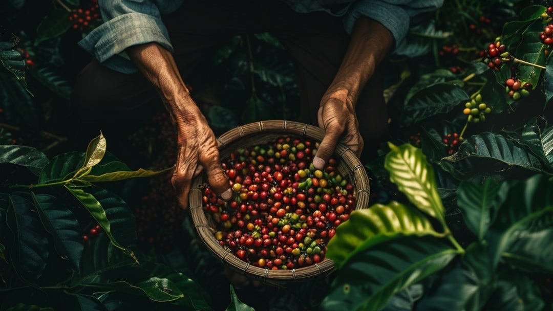 Davivienda ha asumido un compromiso fundamental con el campo colombiano: liderar la modernización tecnológica orientada hacia un equilibrio esencial