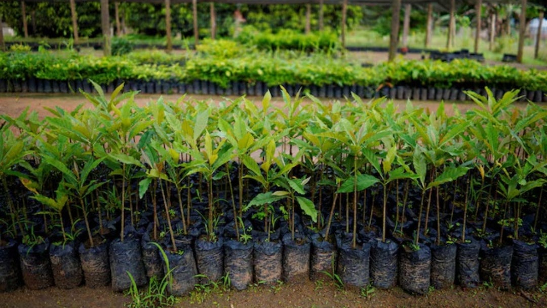 Antes de la COP30 en Belém, Brasil, la mayoría de los países que presentaron planes de emisiones con objetivos netos cero dependen de la absorción de carbono para alcanzar su objetivo