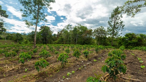 La agronomía del sistema de producción de café exige decisiones fundamentadas en evidencia analítica y en la comprensión de los procesos fisicoquímicos y biológicos del suelo y de la planta