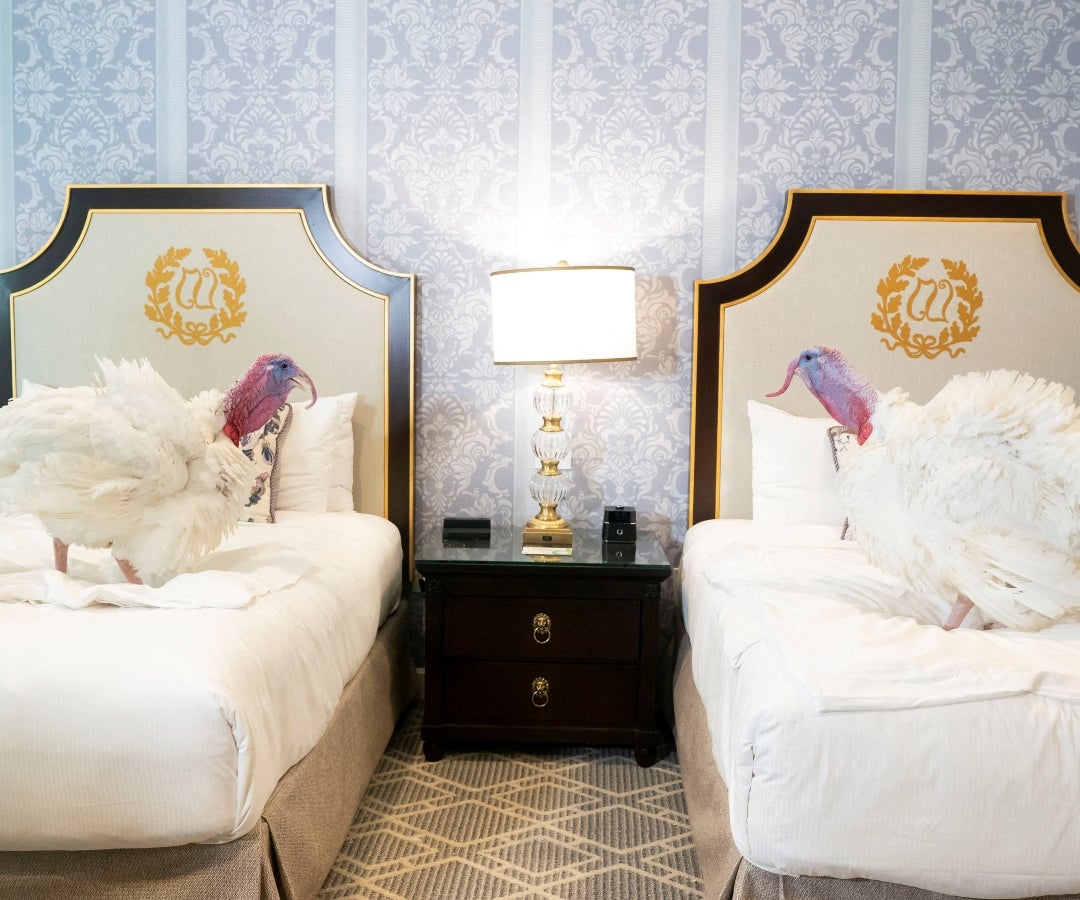 Trump bromeó sobre los nombres que se le podrían poner a los animales, comentando que podrían llamarse Chuck y Nancy por su aspecto