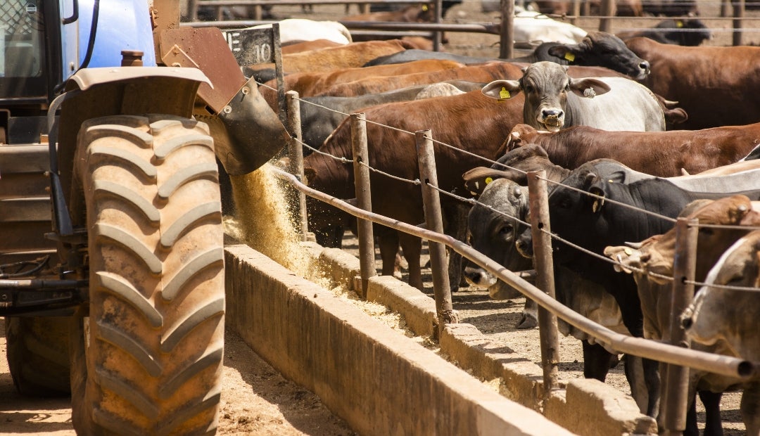La enfermedad afecta principalmente a los animales de pezuña hendida, causándoles ampollas y llagas en la boca y las patas