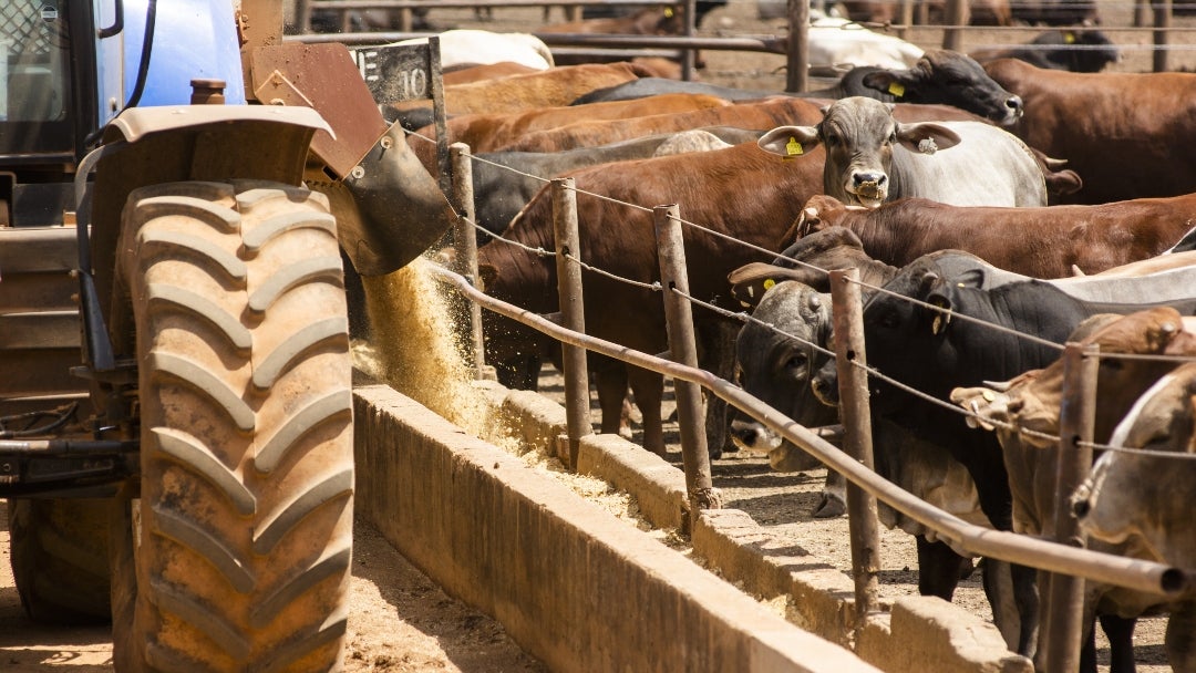 La enfermedad afecta principalmente a los animales de pezuña hendida, causándoles ampollas y llagas en la boca y las patas