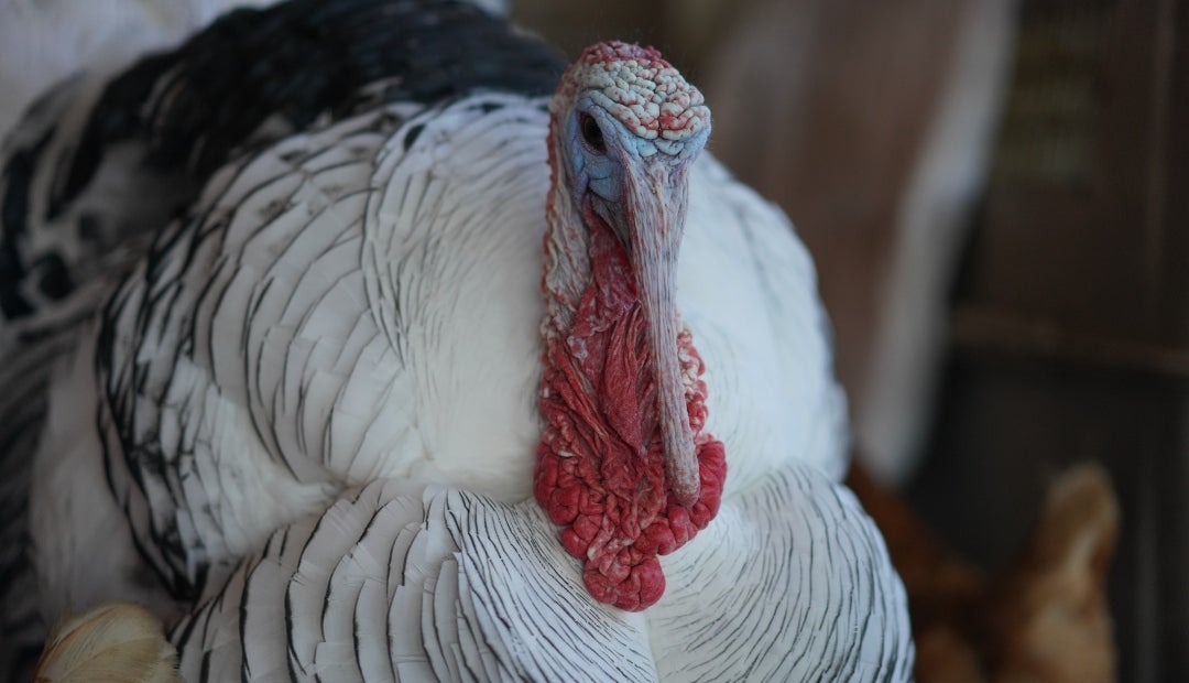 En Colombia, existen varios puntos de venta de pavo, de los cuales, solo para tener una visión del mercado, se pueden considerar Pavos Magno, Frescorgánico y Mercado Libre