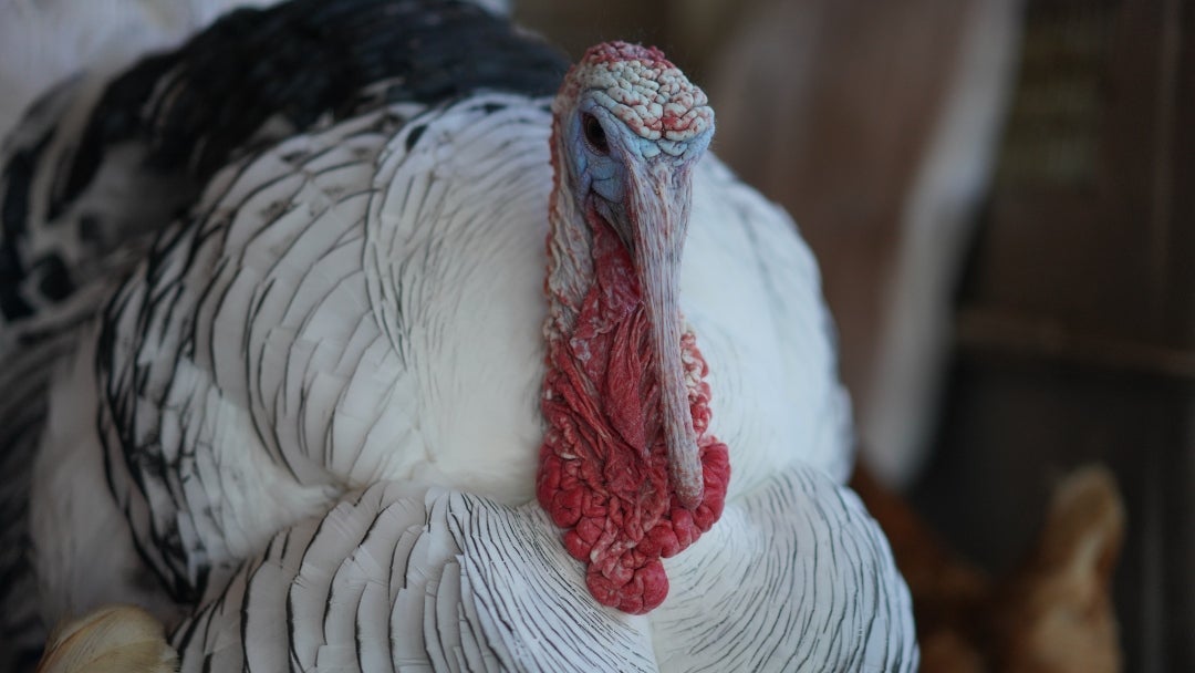 En Colombia, existen varios puntos de venta de pavo, de los cuales, solo para tener una visión del mercado, se pueden considerar Pavos Magno, Frescorgánico y Mercado Libre