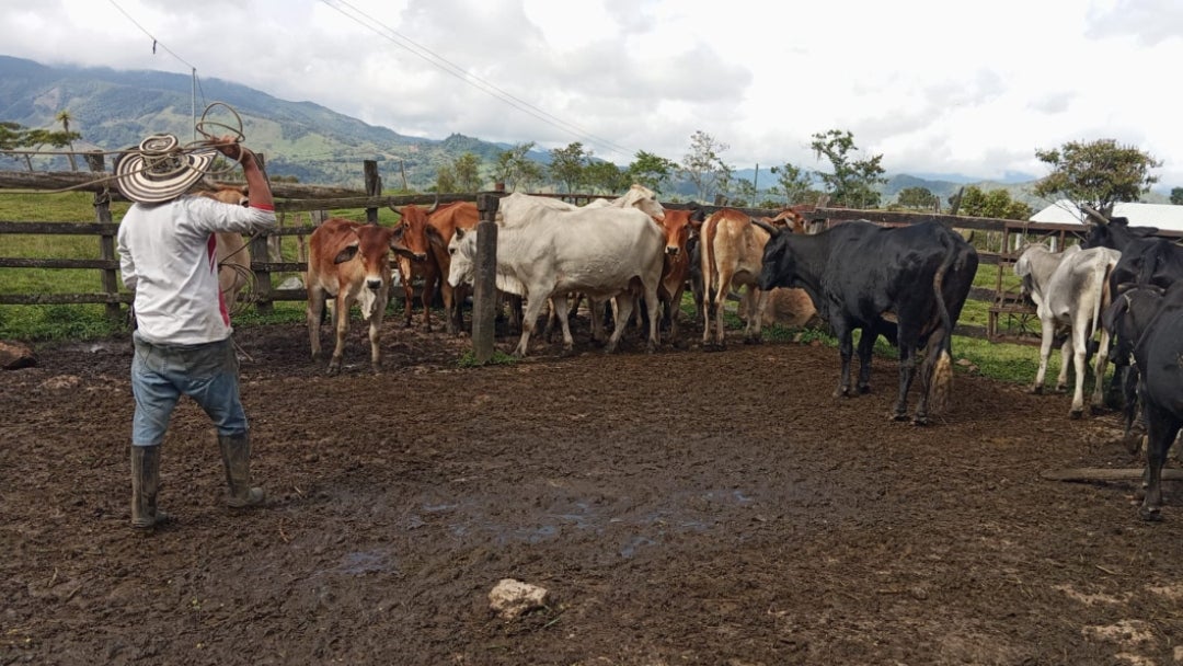 Durante las primeras cuatro semanas del segundo ciclo de vacunación contra fiebre aftosa se vacunaron 13,2 millones de bovinos y bufalinos