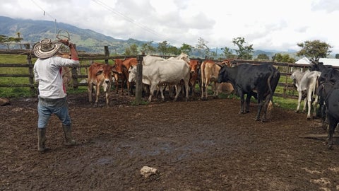 Durante las primeras cuatro semanas del segundo ciclo de vacunación contra fiebre aftosa se vacunaron 13,2 millones de bovinos y bufalinos