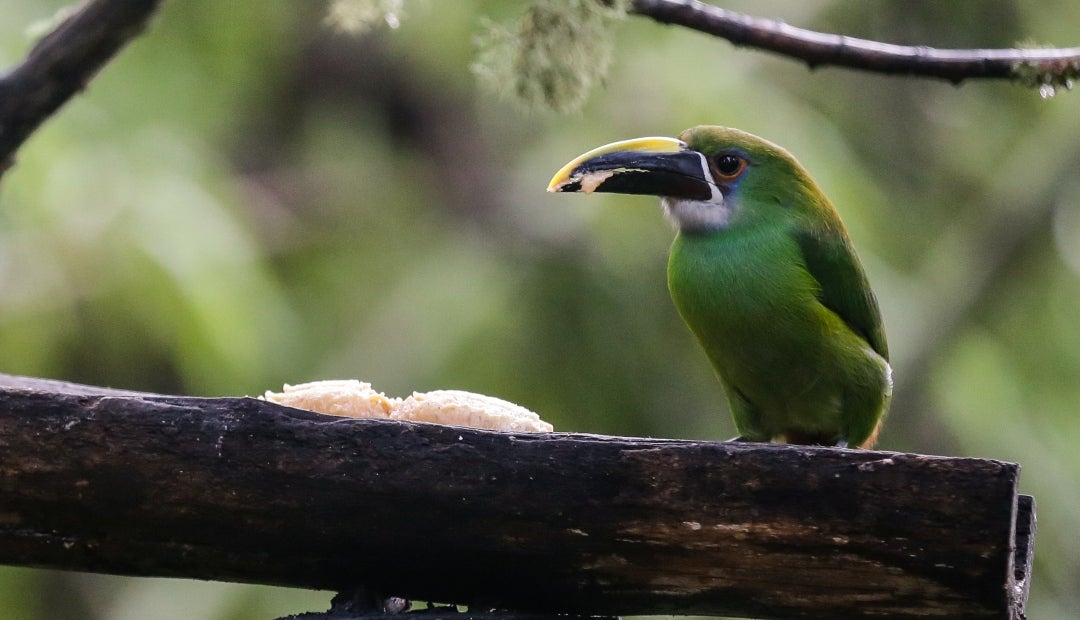 El ruido y las vibraciones que ocasiona les genera estrés, episodios que pueden terminar en problemas de salud, incluso llegando a la muerte de animales, especialmente aves