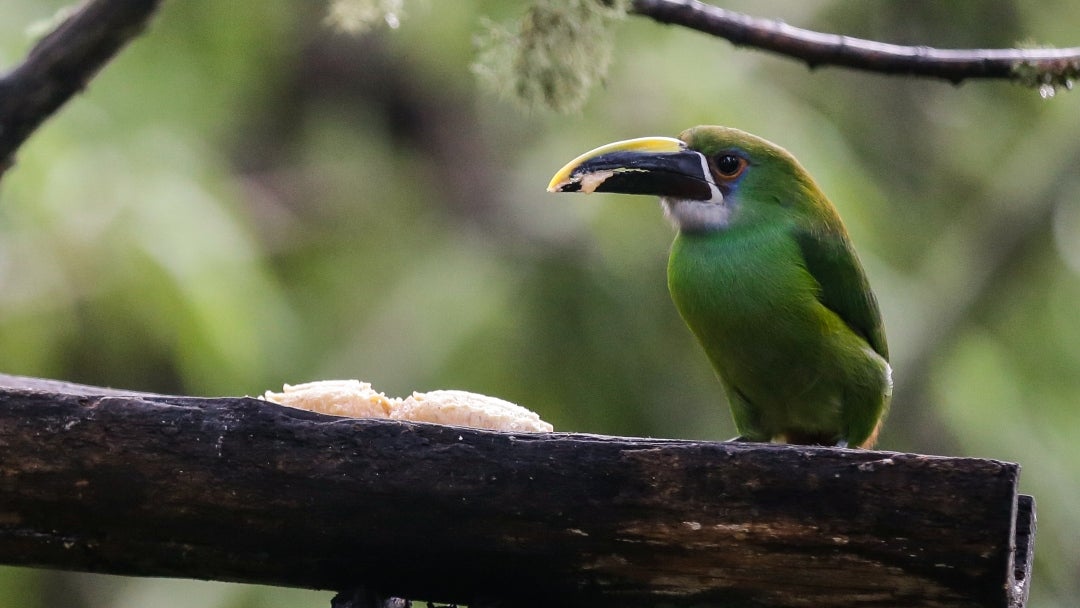 El ruido y las vibraciones que ocasiona les genera estrés, episodios que pueden terminar en problemas de salud, incluso llegando a la muerte de animales, especialmente aves